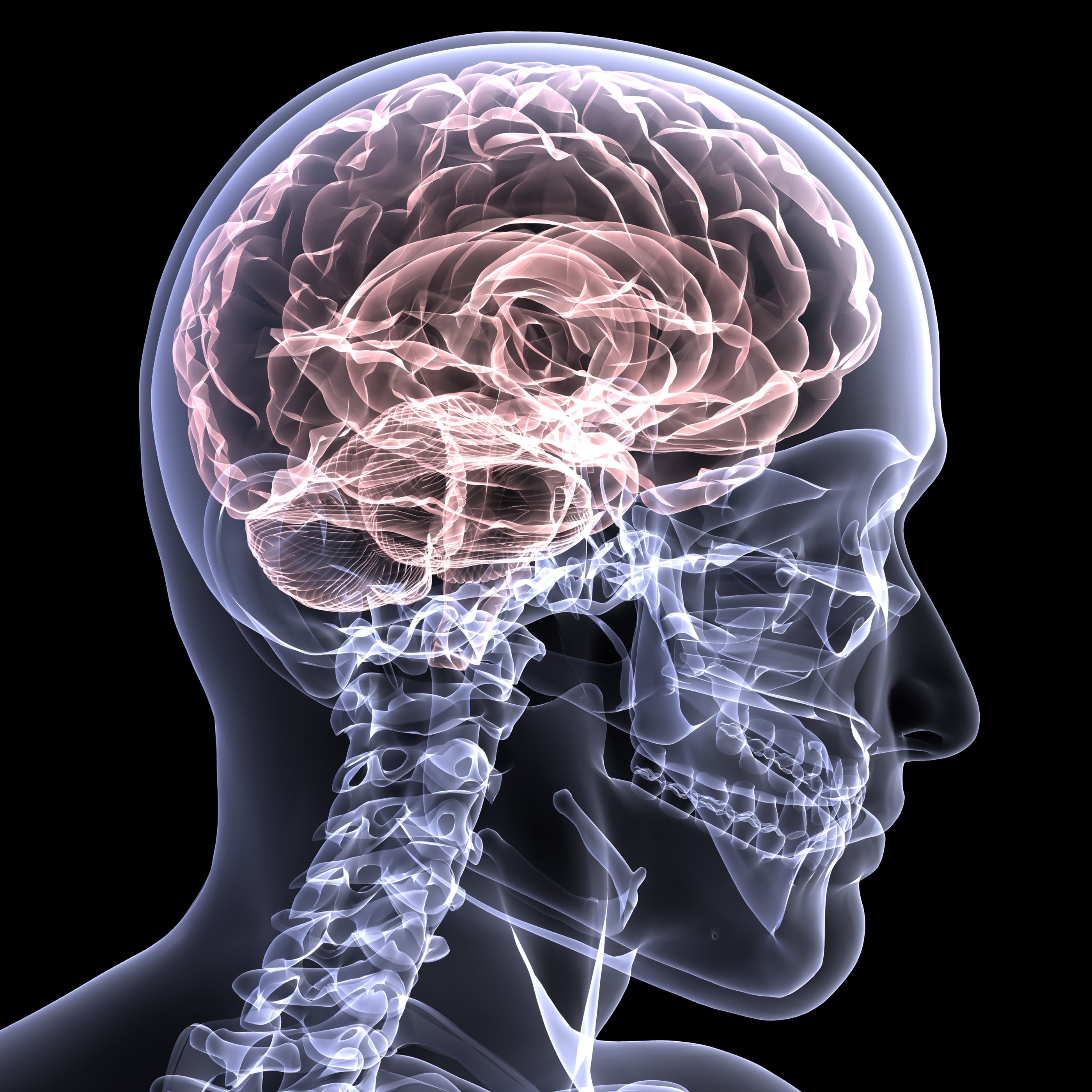 brain_anatomy_medical_head_skull_digital_3_d_x_ray_xray_psychedelic_2800x2800